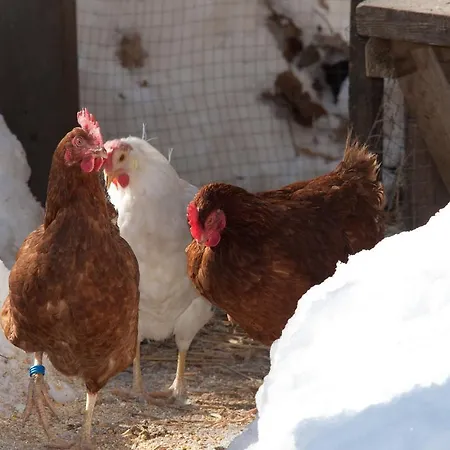 Apart Landhaus Ferrari