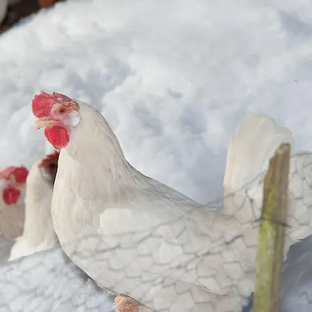 Apart Landhaus Ferrari شقة ويسنغ